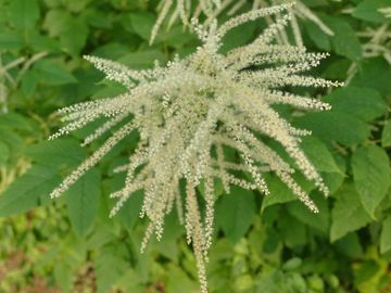 Aruncus dioicus White Goatsbeard Native Wildflower Butterfly Host Potted Plant