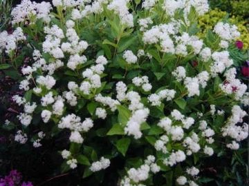 Ceanothus americanus New Jersey Tea Native Wildflower Butterfly Host Potted Plants