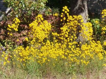 Helianthus angustifolius Swamp Sunflower Native Wildflower Butterfly Host Potted Plants