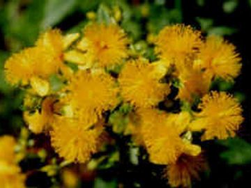 Hypericum prolificum Shrubby St John's wort native wildflower Potted Plants